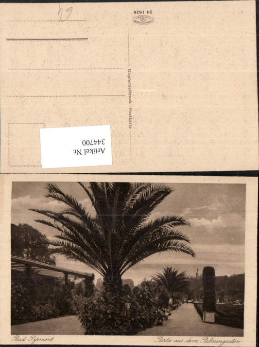 344700,Bad Pyrmont Partie aus dem Palmengarten Palme