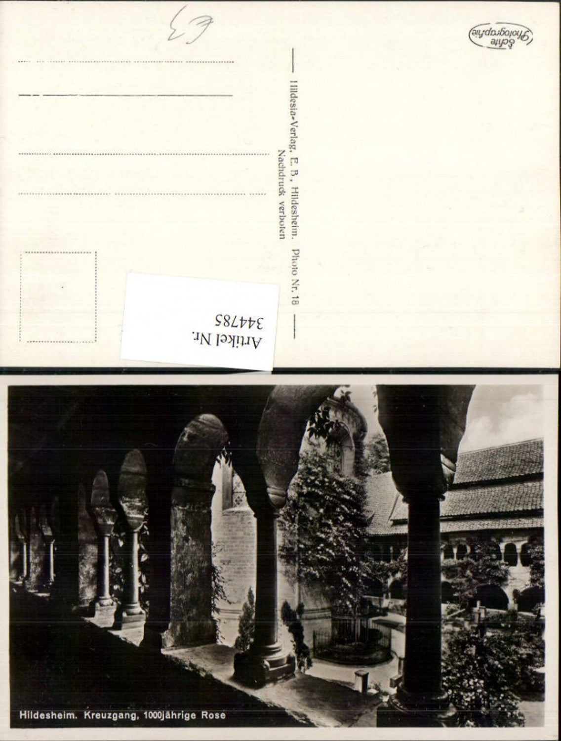 344785,Hildesheim Kreuzgang Arkaden 1000-jährige Rose