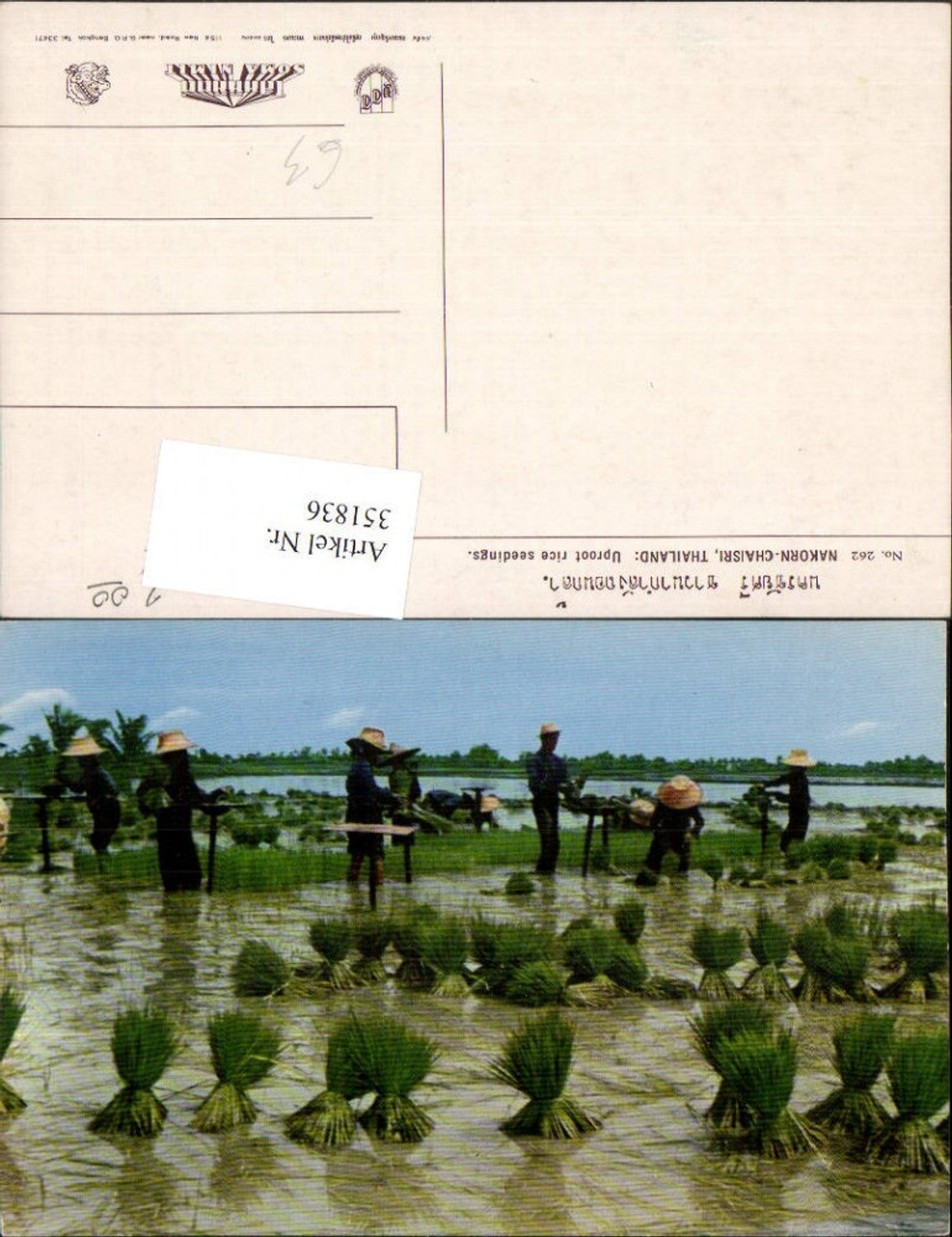 351836,Thailand Nakorn-Chaisri Uproot rice seedings Reisfeld Volkstypen