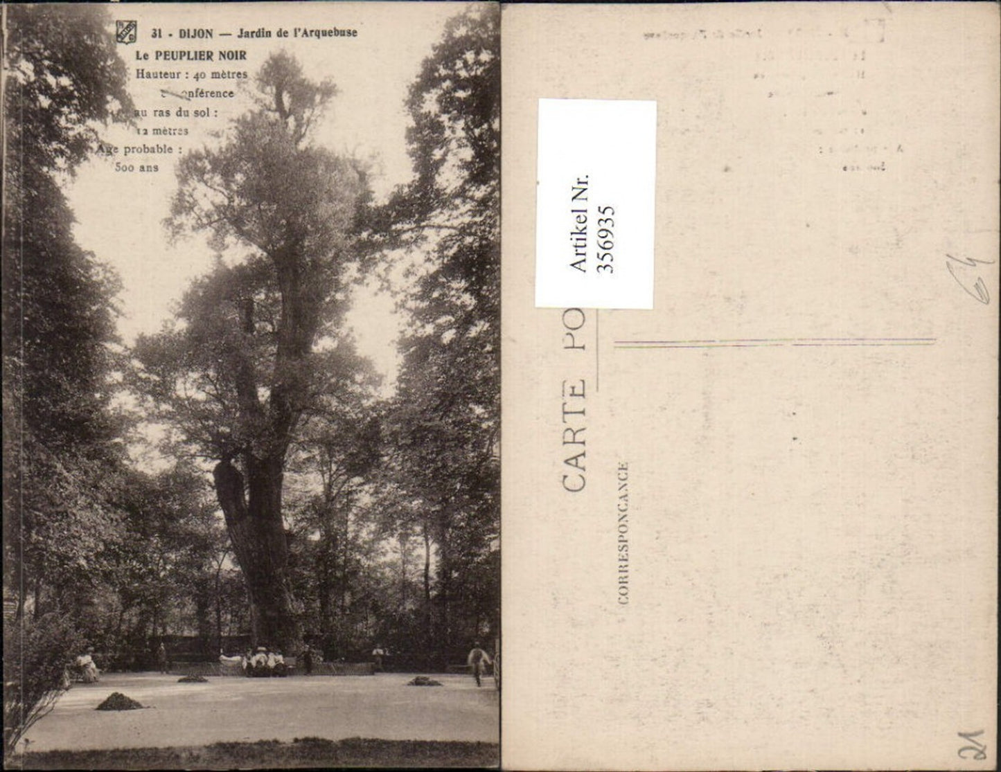 356935,Burgund Cote-Or Dijon Jardin de l'Arquebuse Baum