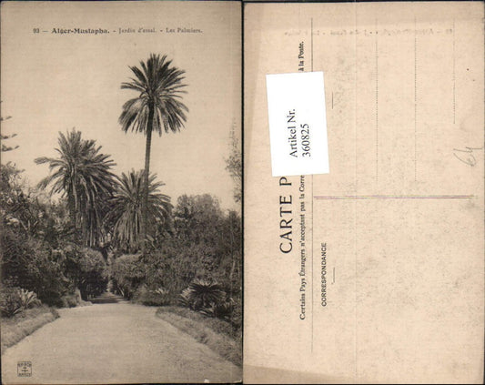 360825,Africa Algeria Alger-Mustapha Algier Jardin essai Les Palmiers Palmen