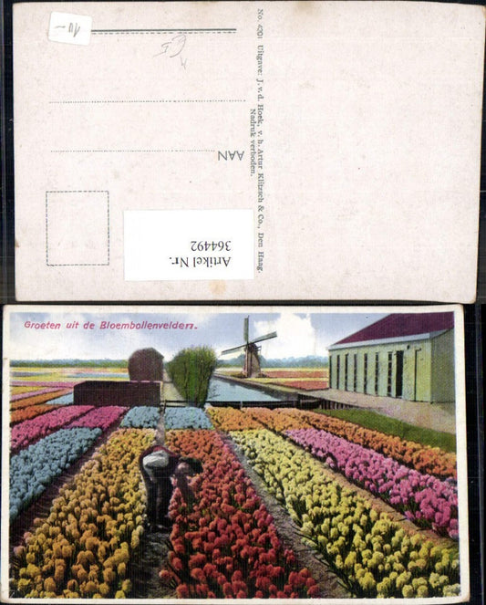 364492,Windmühle Groeten uit de Bloembollenvelden Tulpenfeld Blumen Tulpen