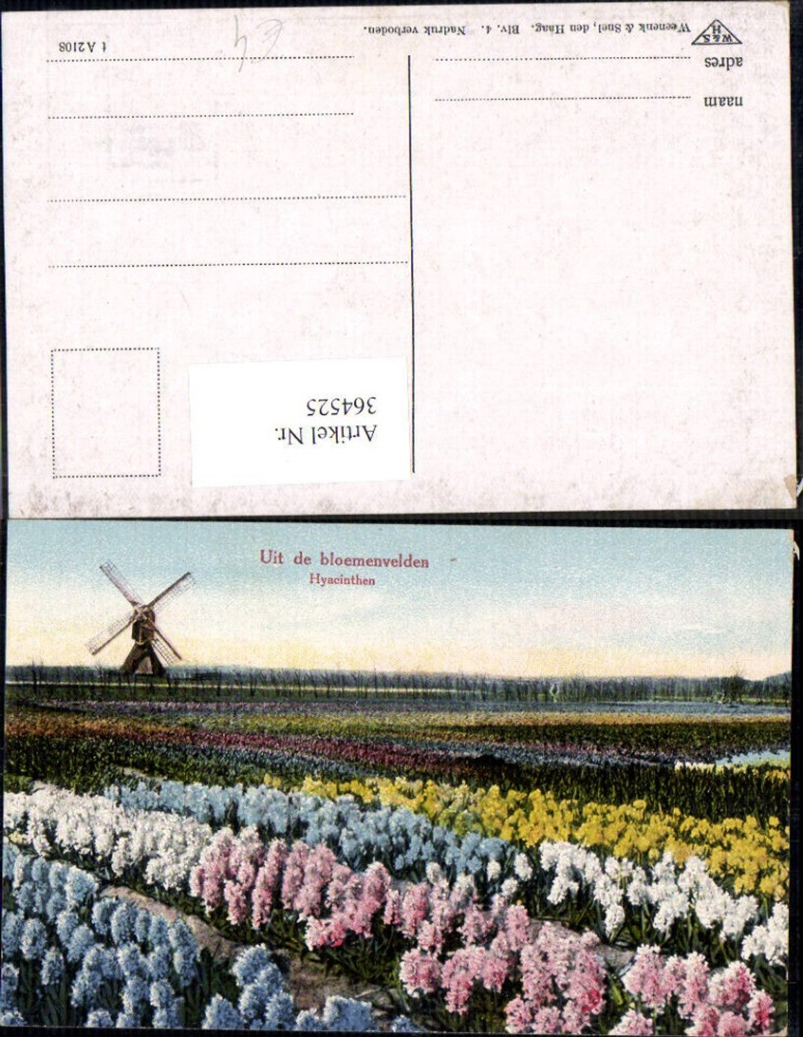 364525,Windmühle Uit de bloemenvelden Hyacinthen Hyazinthen Blumen Feld