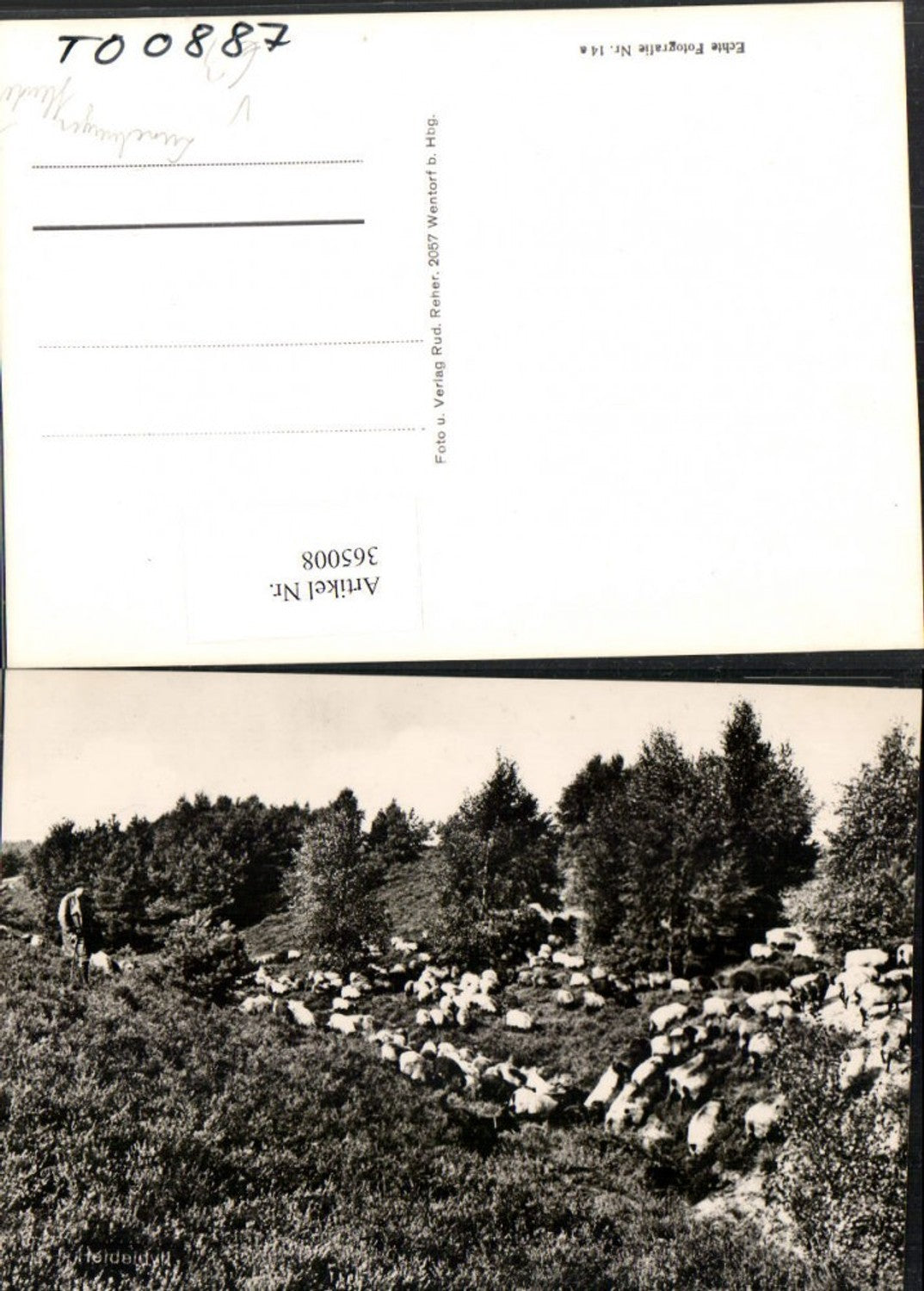 365008,Lüneburger Heide Hirte Schäfer Schafherde Schafe pub Rud. Reher