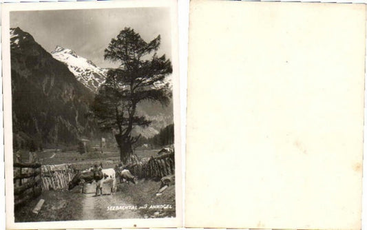 65285,Foto Mallnitz Seebachtal Kühe m. Ankogel