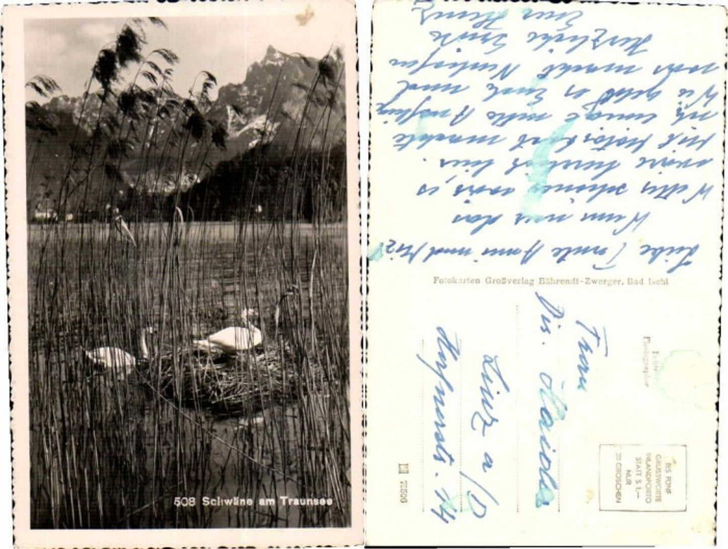 65974,Schwäne am Traunsee b Ebensee