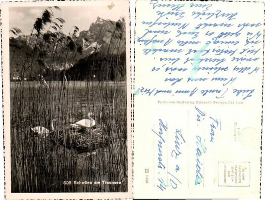 65974, Swans on Lake Traunsee near Ebensee