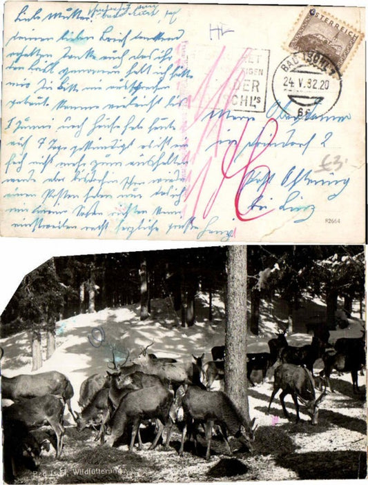 66229, Bad Ischl Wildlife feeding deer Wild animals