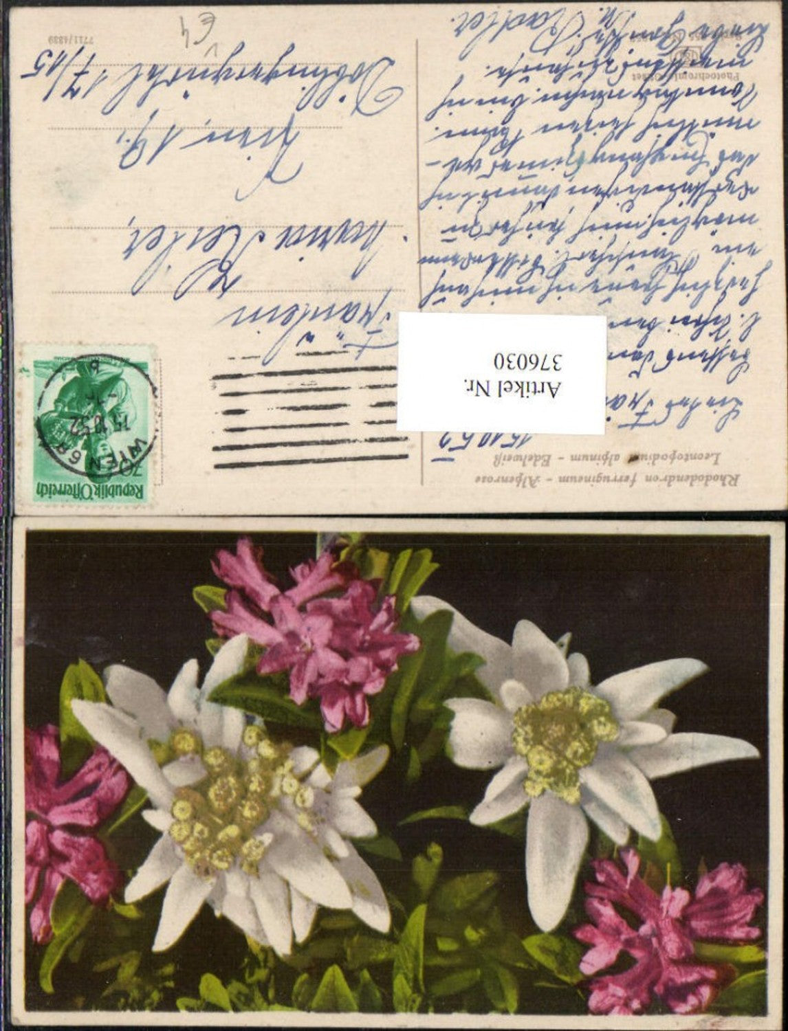 376030,Photochromie Nenke & Ostermaier 655/1857 Alpenrose Edelweiß Blumen