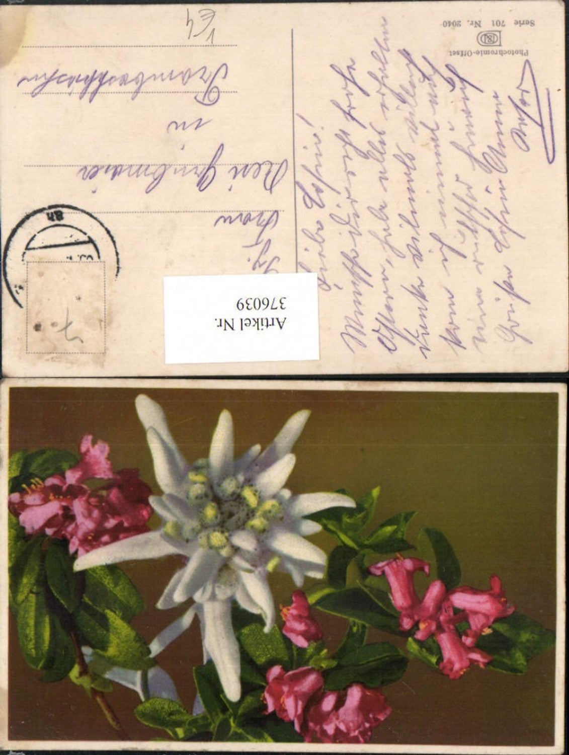 376039,Photochromie Nenke & Ostermaier 701/2040 Alpenrose Edelweiß Blumen
