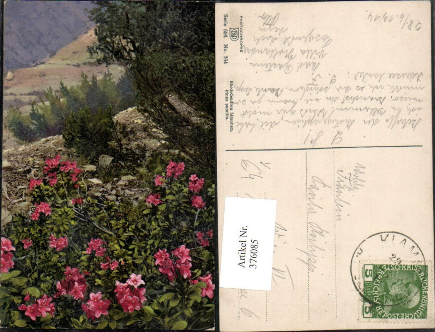 376085,Photochromie Nenke & Ostermaier 506/764 Rhodedendron hirsutum Alpenrose