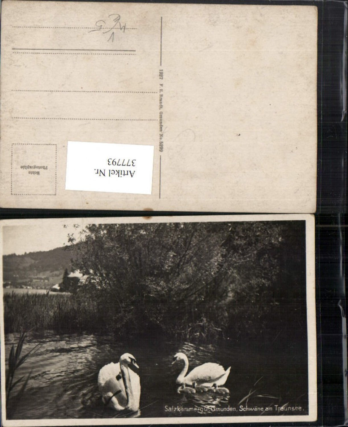 377793,Gmunden Schwäne am Traunsee pub F. E. Brandt 5299