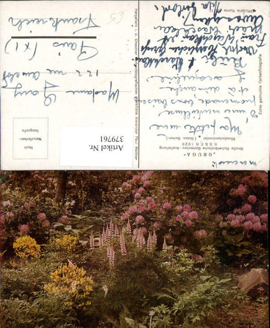 379761,Essen 1929 Große Ruhrländische Gartenbau Ausstellung Gruga Rhododendrontal Garten