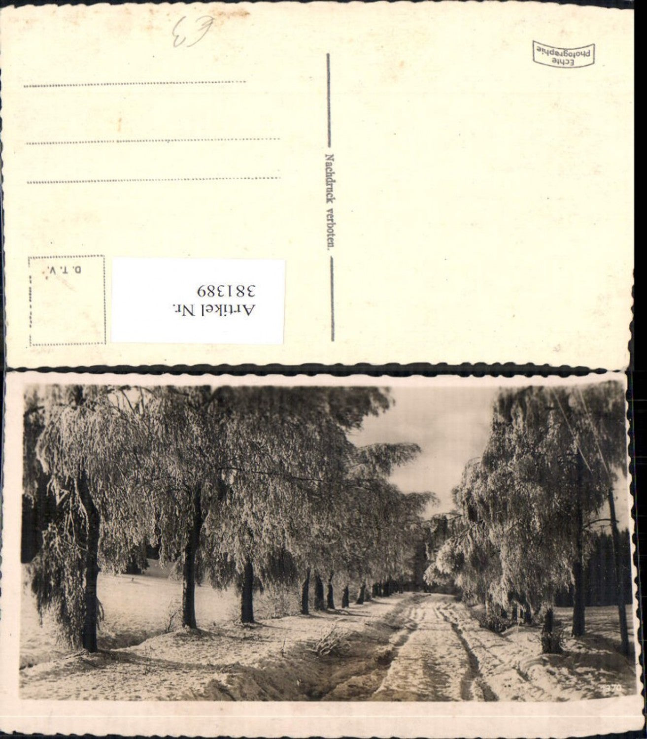 381389,Fotokunst Allee Bäume Winterlandschaft