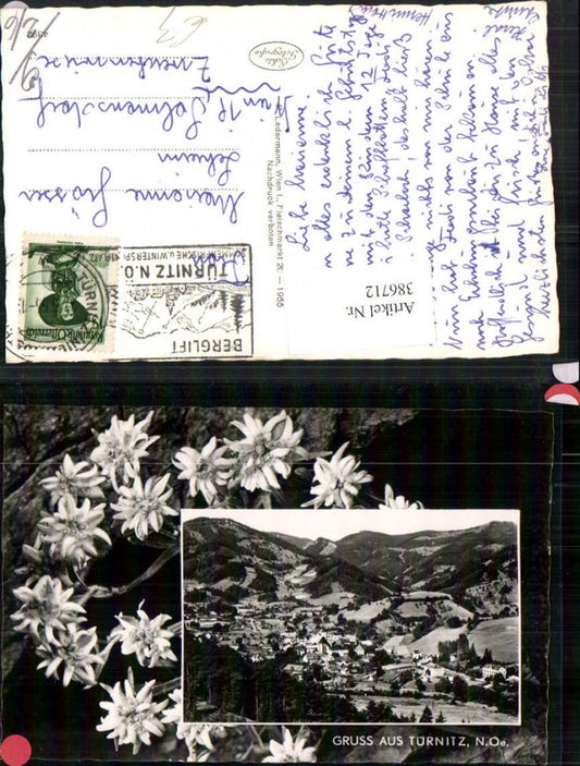 386712,Gruß aus Türnitz Totale Passepartout Edelweiß Blumen