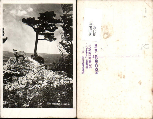 387076,Am Hocheck b. Furth an d. Triesting Gams