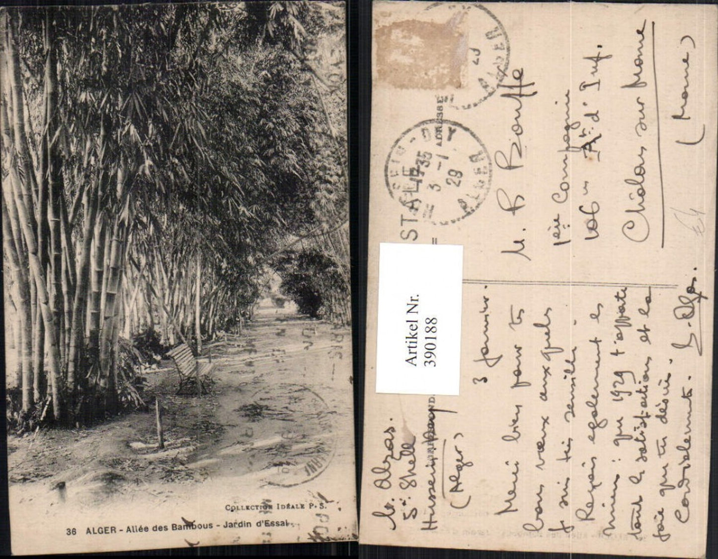 390188,Algeria Alger Algier Allee des Bambous Jardin d'Essai Bambus