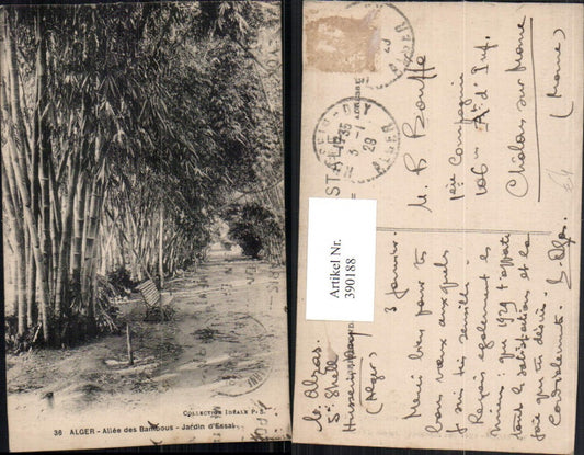 390188,Algeria Alger Algier Allee des Bambous Jardin d'Essai Bambus