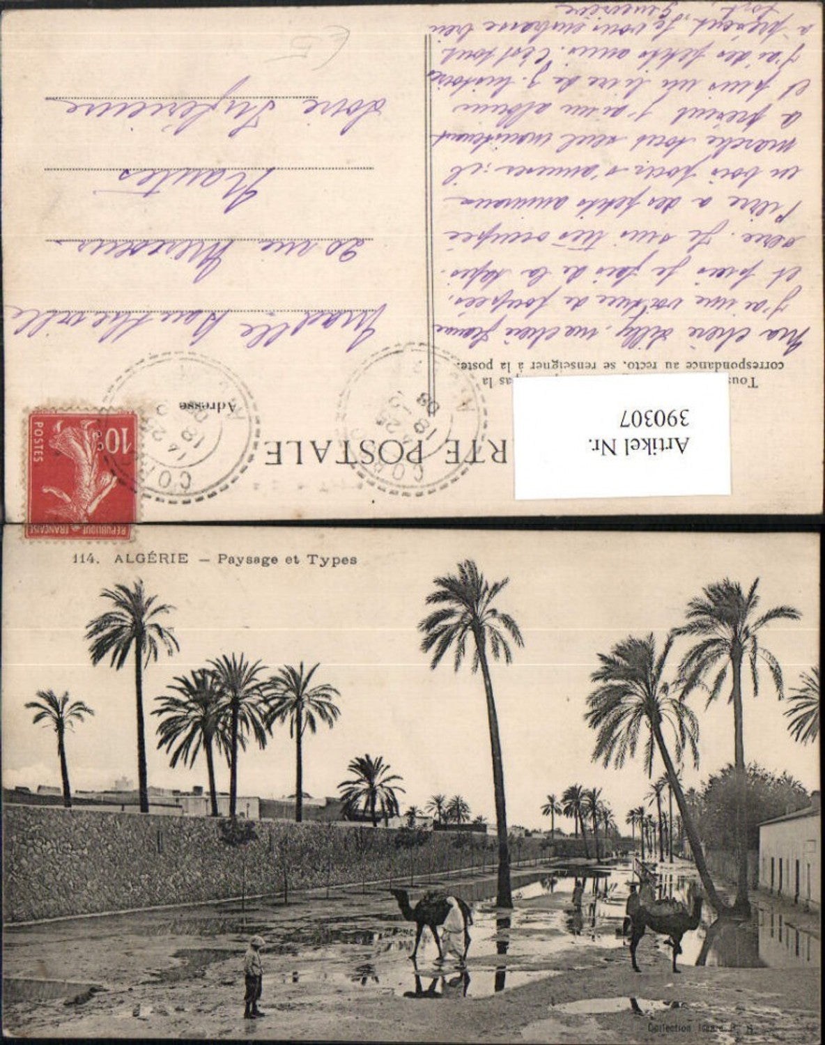 390307,Algeria Algerie Paysage et Types Volkstypen Kamele Palmen