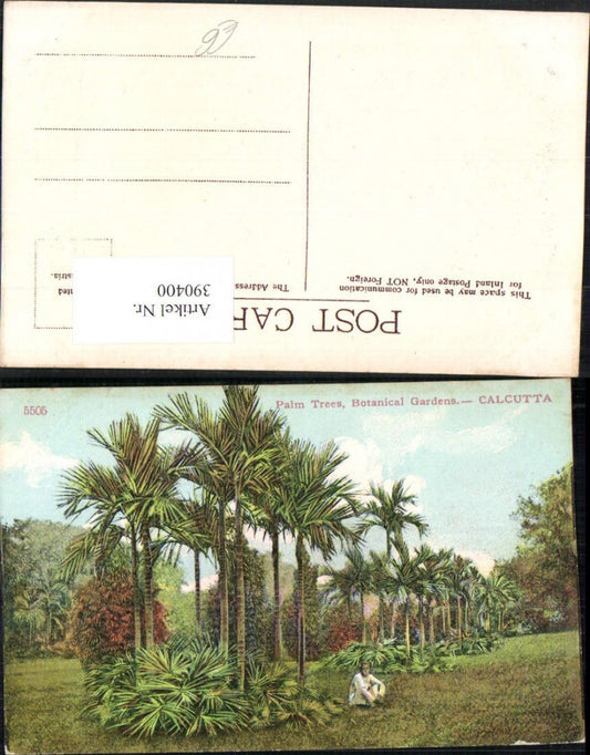 390400,India Calcutta Kalkutta Botanical Gardens Palm Trees Palmen