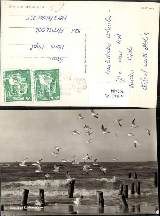 392404,Ostseebad Kühlungsborn Strand Möwen Vögel