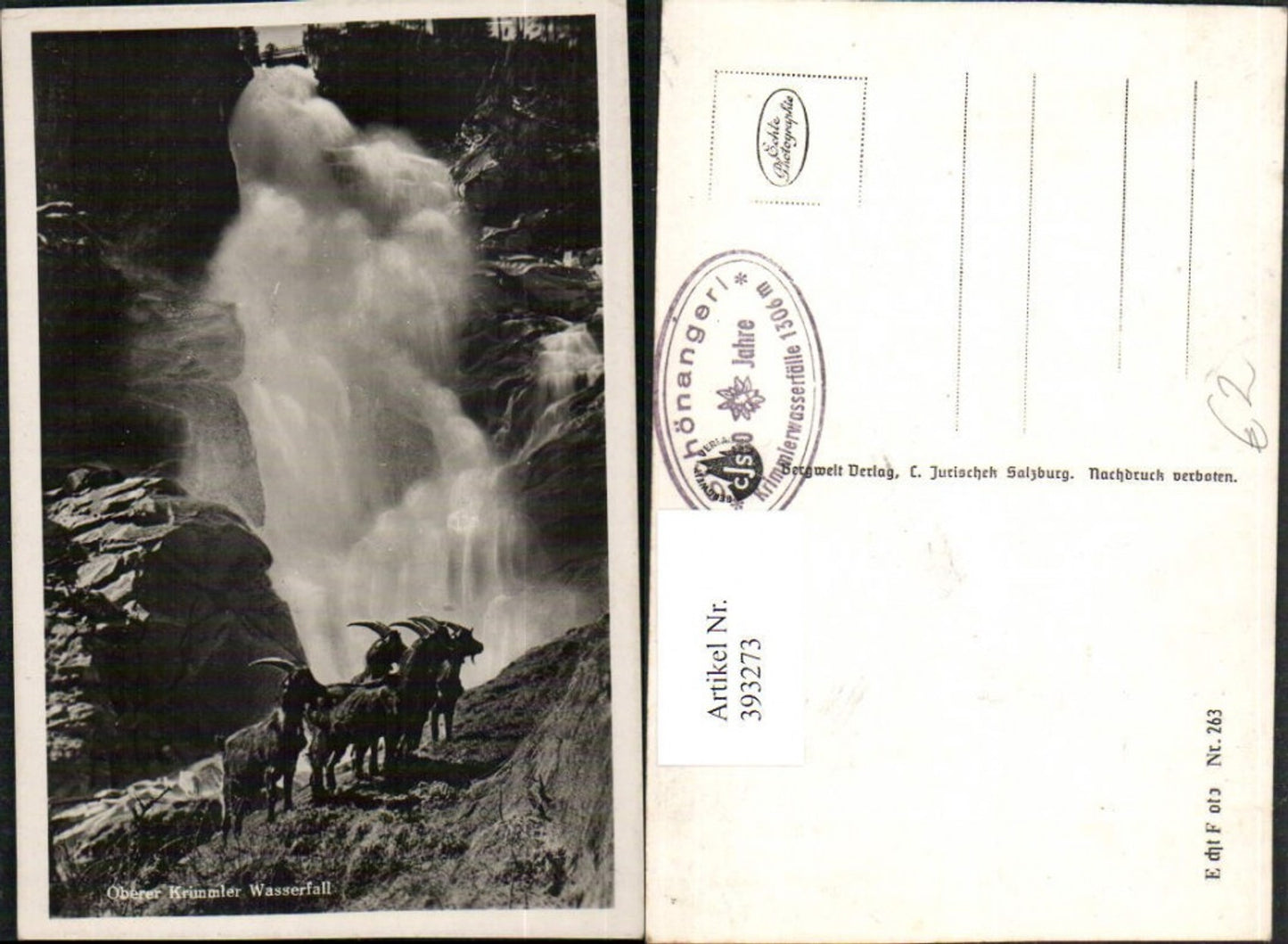 393273,Oberer Krimmler Wasserfall b. Krimml Steinböcke