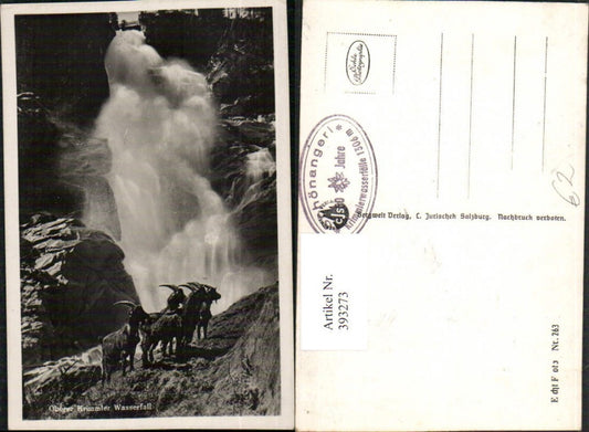 393273,Oberer Krimmler Wasserfall b. Krimml Steinböcke
