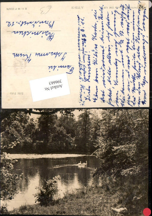 396663,Freiberg Kreuzteich Teich Schwäne