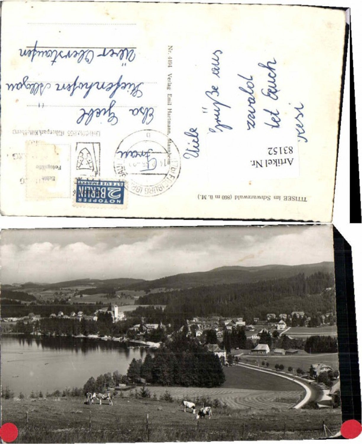 83152,Titisee Neustadt im Schwarzwald Ortsrand Kühe