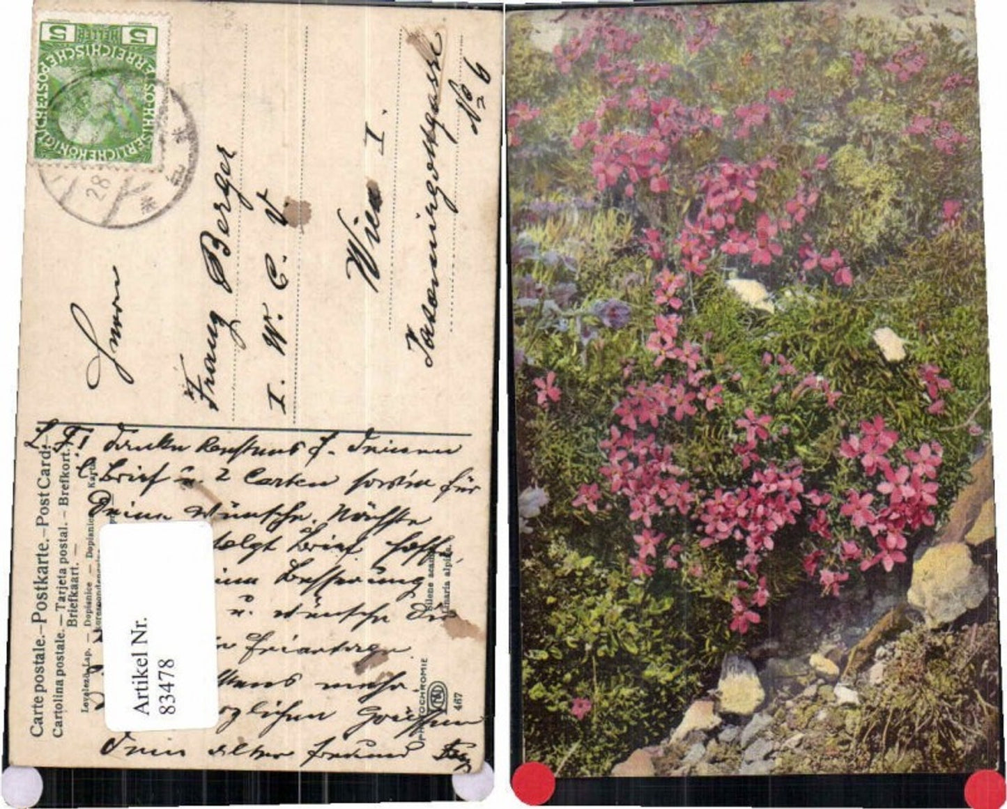 83478,Photochromie Ser 467 Linaria Alpina Blume