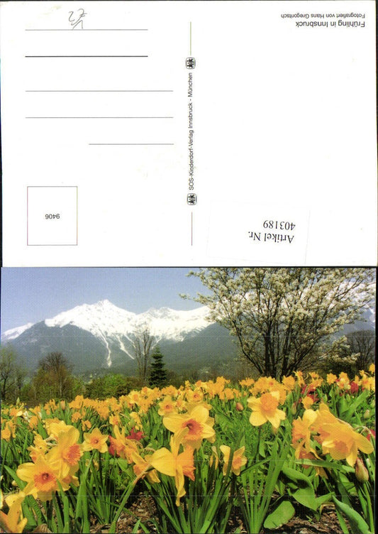 403189,SOS Kinderdorf 9406 Frühling in Innsbruck Narzissen Bergkulisse