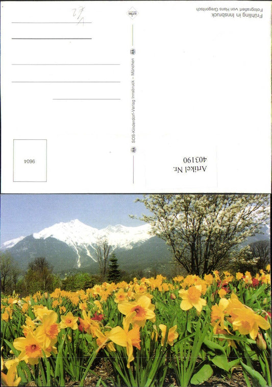 403190, SOS Children's Village 6406 Spring in Innsbruck Daffodils Mountain scenery