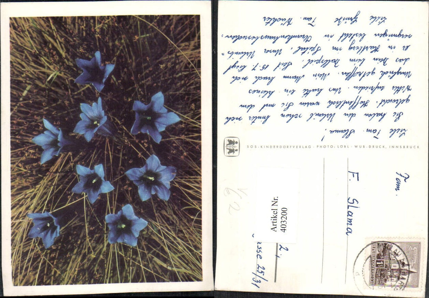 403200,SOS Children's Village Flowers Gentian