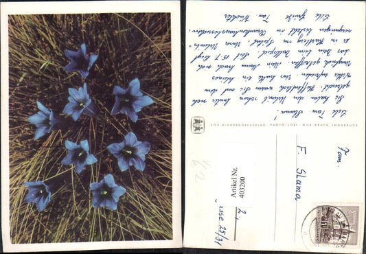 403200,SOS Children's Village Flowers Gentian