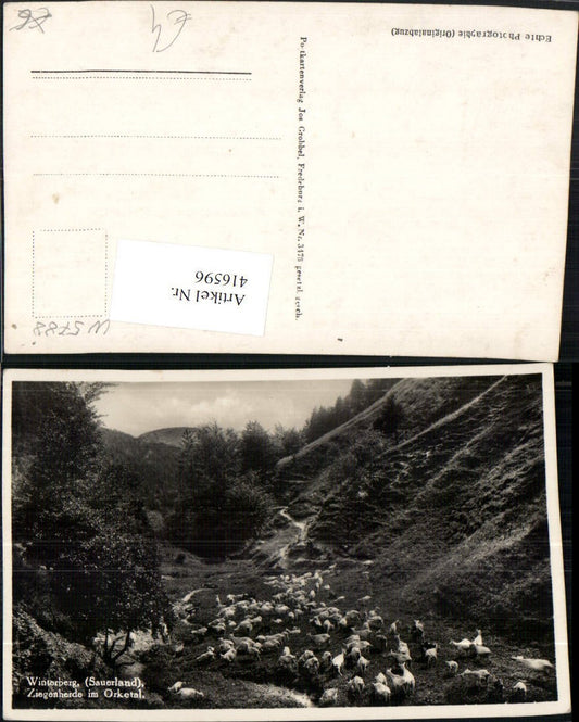 416596,Winterberg im Sauerland Ziegenherde im Orketal