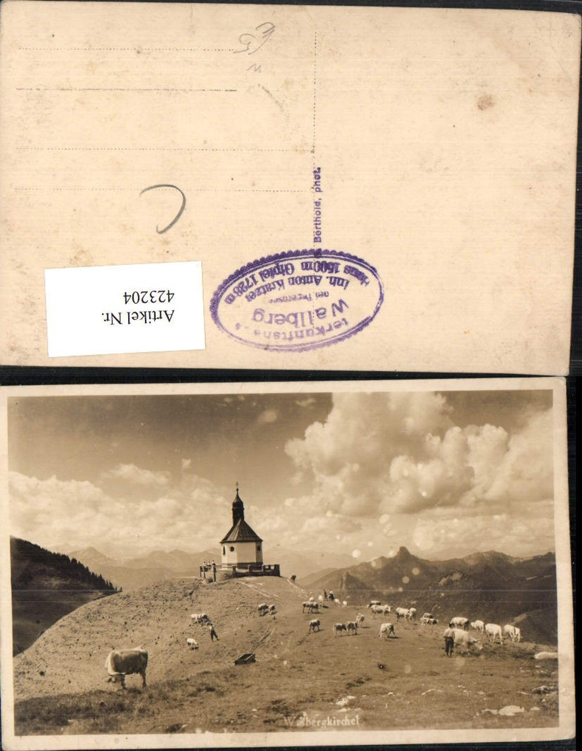 423204,Wallbergkirchel Kirche b. Rottach-Egern Rinder Bergkulisse