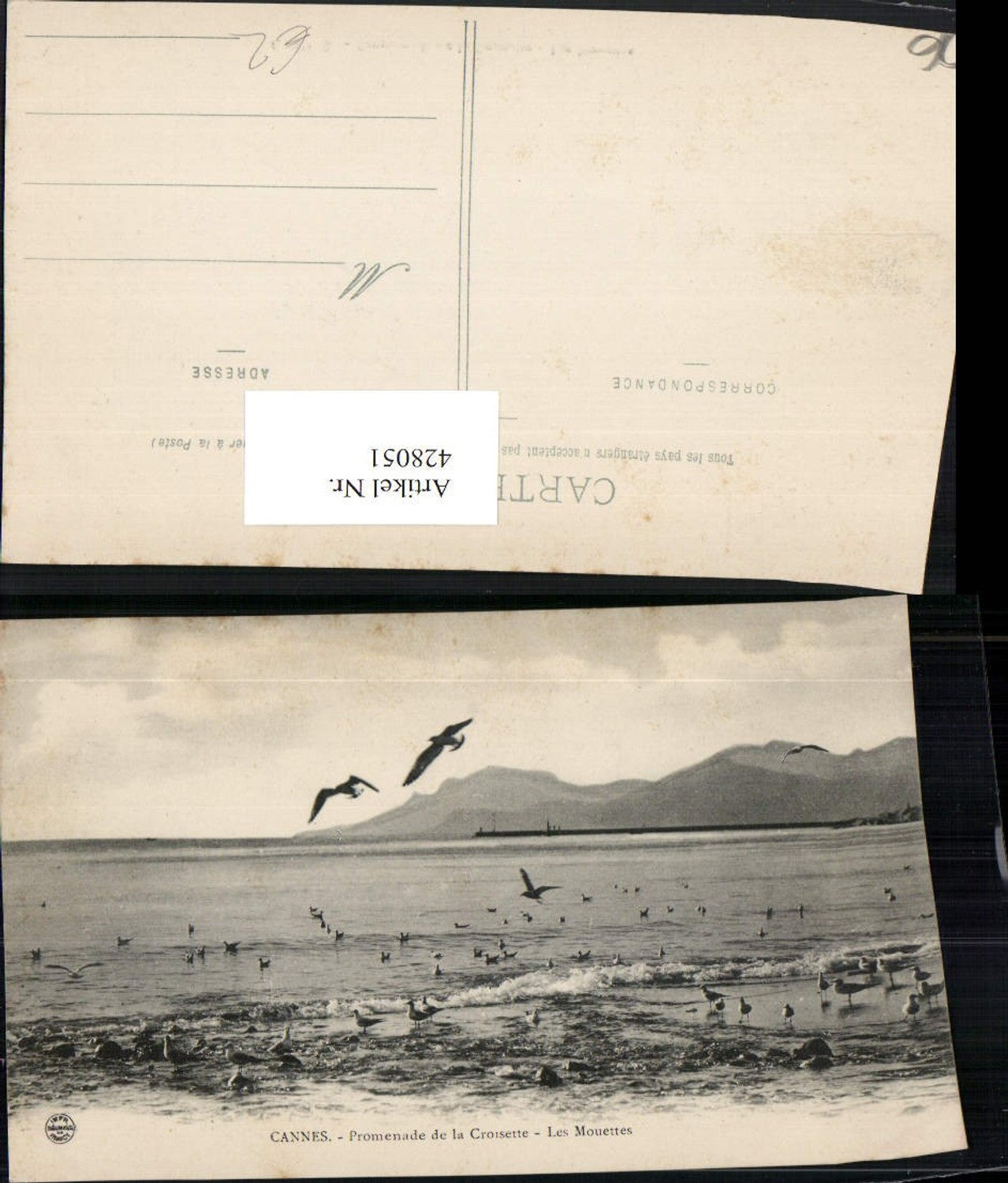 428051,Provence-Alpes-Cote-Azur Alpes-Maritimes Cannes Promenade Croisette Mouettes Möwen