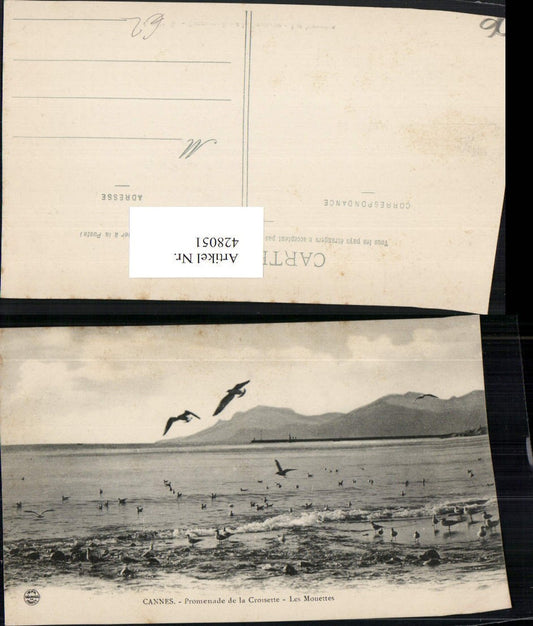 428051,Provence-Alpes-Cote-Azur Alpes-Maritimes Cannes Promenade Croisette Mouettes Möwen