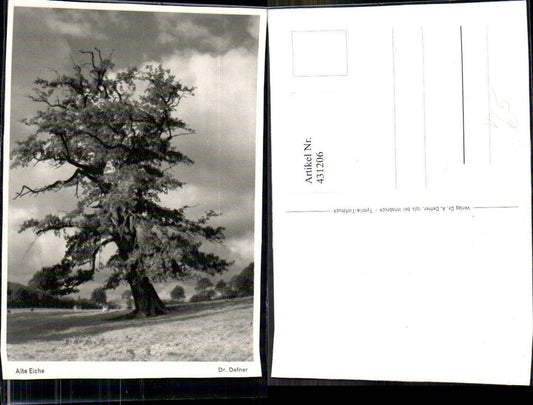 431206, Tree Old Oak pub Dr. Defner