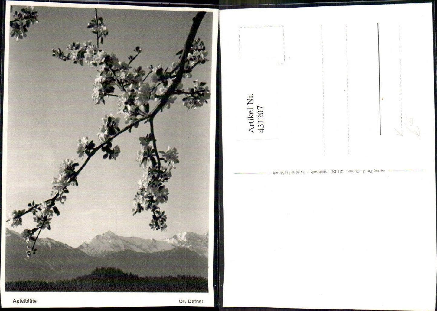 431207, Tree Apple Blossom Apple Tree pub Dr. Defner