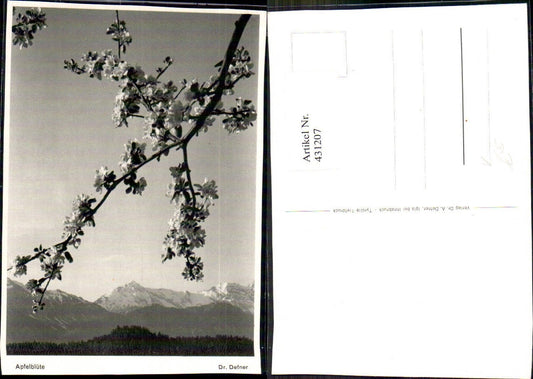 431207, Tree Apple Blossom Apple Tree pub Dr. Defner