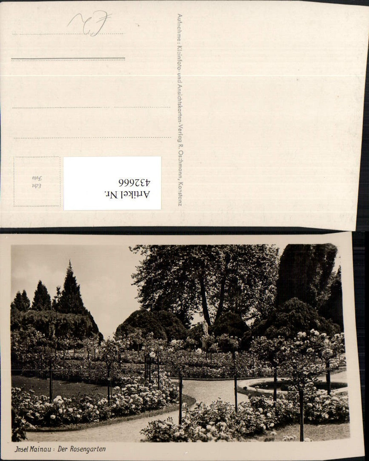 432666,Insel Mainau im Bodensee Rosengarten