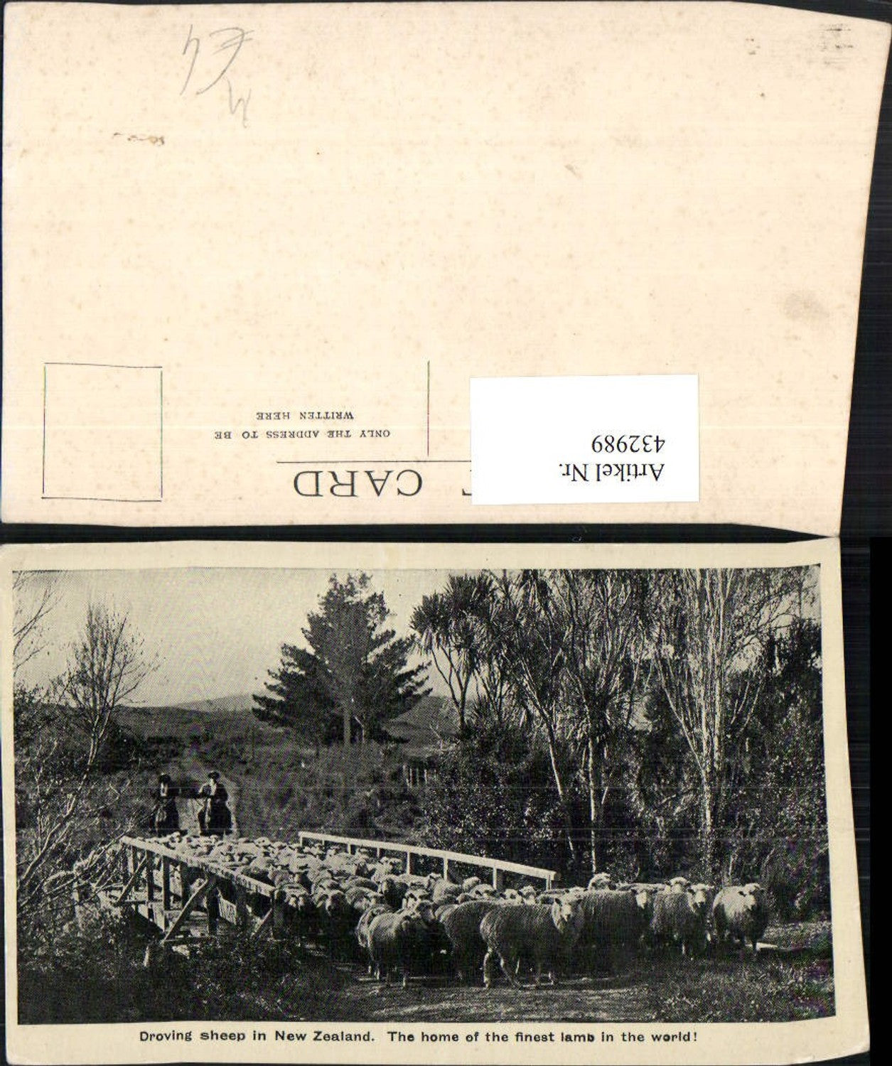 432989,New Zealand Neuseeland Droving sheep Schafherde Schafe