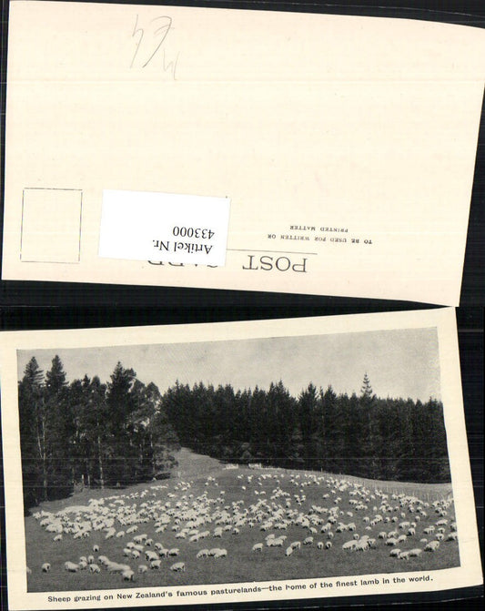 433000,New Zealand Neuseeland Sheep grazing on pasturelands Schafe Schafherde