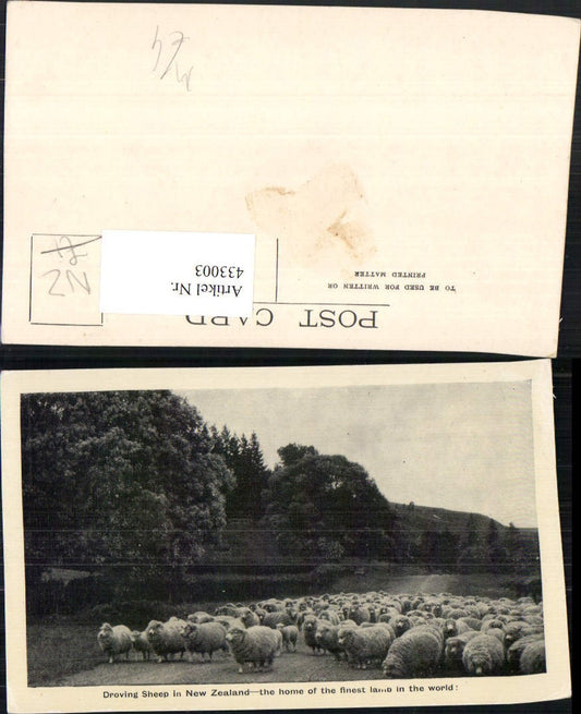 433003,New Zealand Neuseeland Droving Sheep Schafherde Schafe