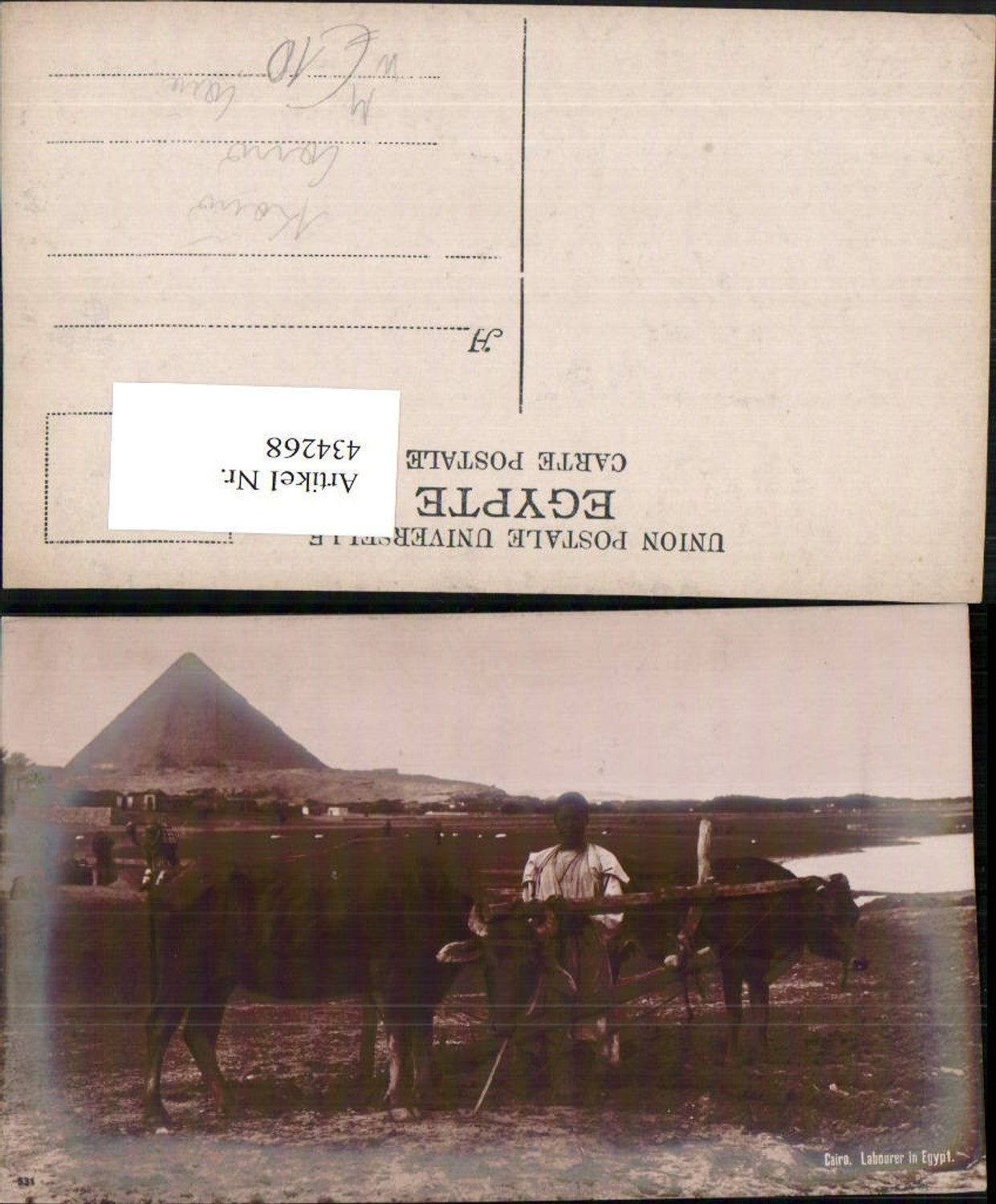 434268,Egypt Cairo Kairo Caire Labourer Pflug Rinder Pyramide