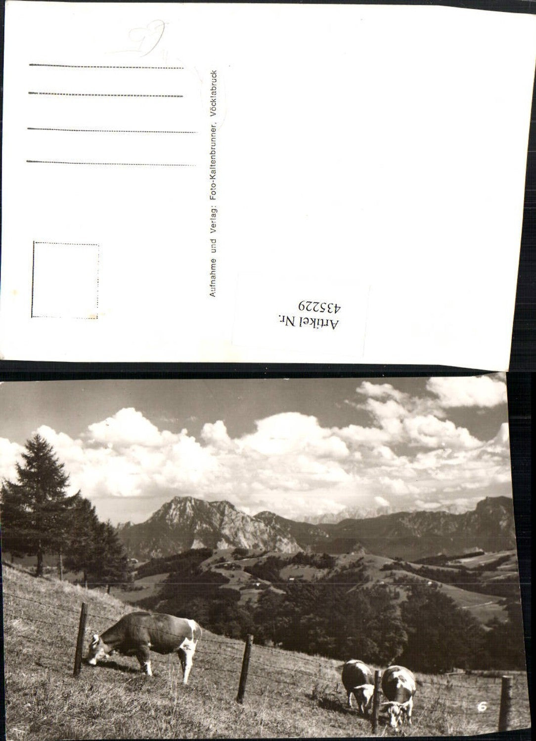 435229,Landschaft b. Vöcklabruck Rinder Bergkulisse