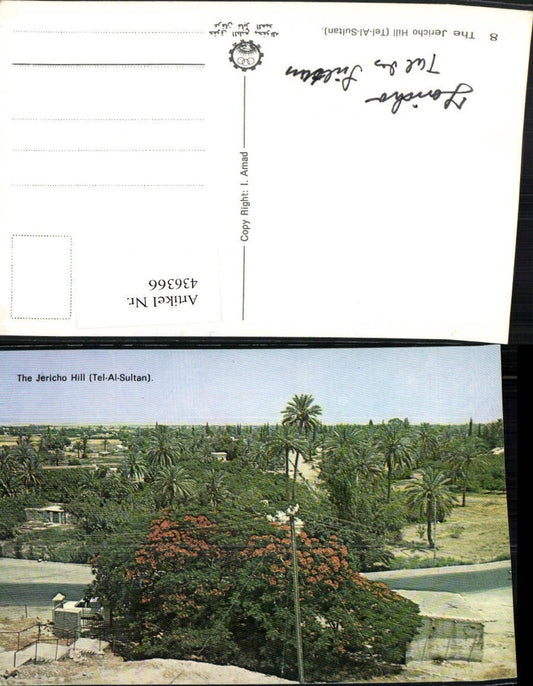 436366,Palästina Jericho Hill Tel-Al-Sultan Palmen