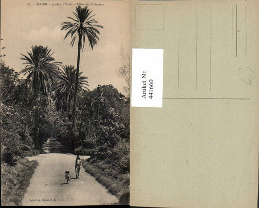441660,Algeria Alger Algier Jardin d'Essai Allee des Palmiers Palmen