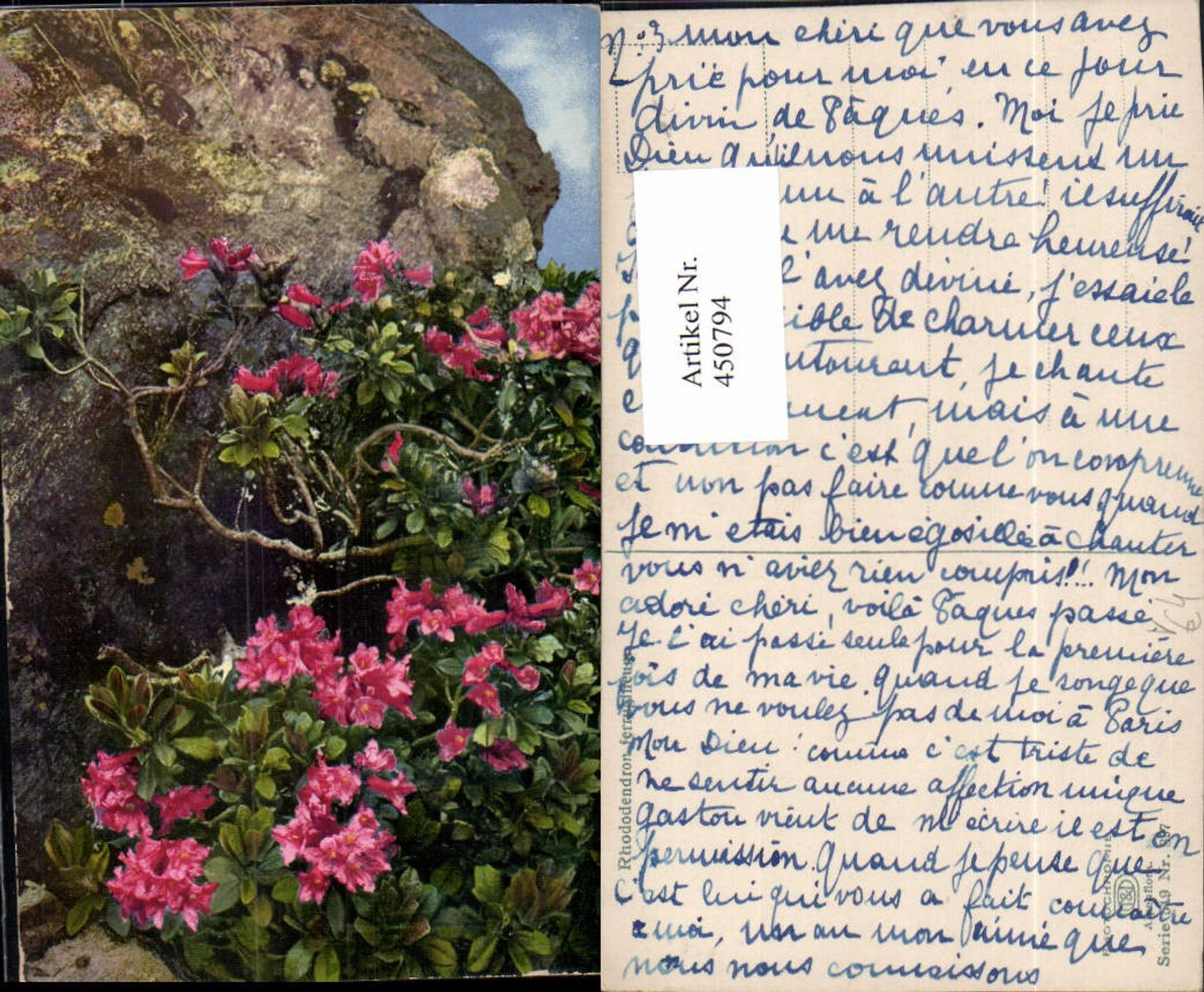 450794,Photochromie Nenke & Ostermaier 519/397 Rhododendron ferrugineum Alpenrose